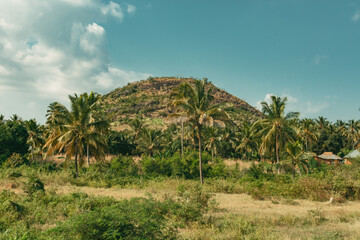 Fototapeta na wymiar palm trees in the countryside