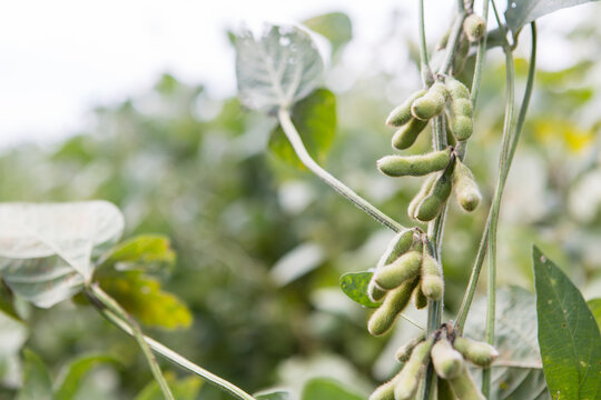 agriculture