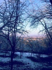 frozen tree branches in winter season