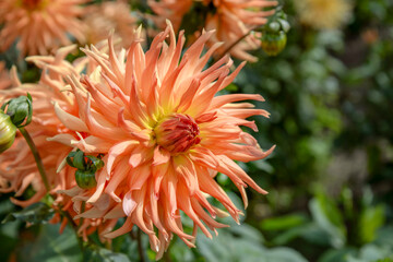 orange dahlia flower in garden