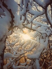 Obraz premium frozen tree branches in winter season