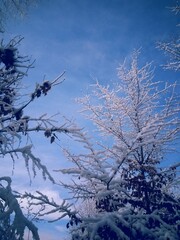 frozen tree branches in winter season