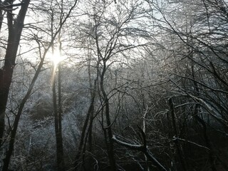 frozen tree branches in winter season