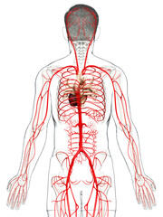 3d rendered medically accurate illustration of male arteries