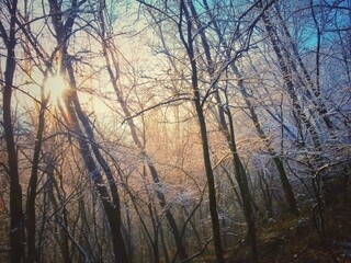 Obraz premium frozen tree branches in winter season