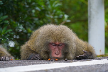 monkey