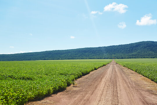 agriculture