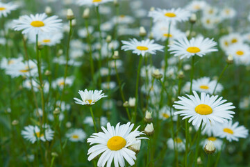 daisies in the grass