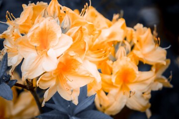 Obraz na płótnie Canvas close up of orange flower