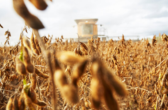 agriculture