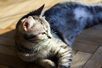 Pretty gray second age kitten lie on wooden floor, taking sunbath and blinks with one eye - 361118527
