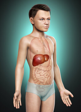3d rendered, medically accurate illustration of  young boy Liver Anatomy