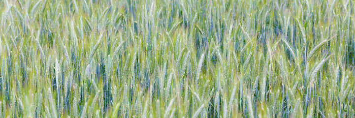 Close up of a field with green wheat. Panorama format, ideal as background.