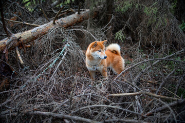 Shiba inu puppy in the forest.