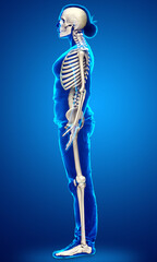 3d rendered, medically accurate illustration of a female skeleton system