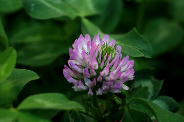 purple thistle flower
