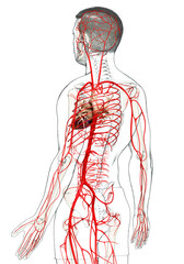 3d rendered medically accurate illustration of male arteries