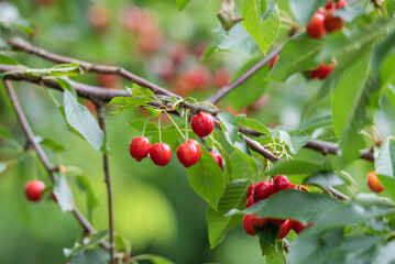 Kirschen am Kirschbaum im Sommer
