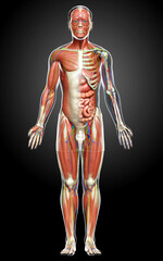 3d rendered medically accurate of the male anatomy