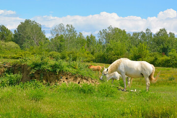 Wild horses and foals graze in the Isola Della Cona wetland nature reserve in Friuli-Venezia Giulia, north east Italy. A European Bee Eater bird nest burrow colony can be seen on the left
