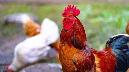 Close up of adult rooster walking in paddock outdoor.
