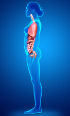 3d rendered medically accurate illustration of female  Internal organs