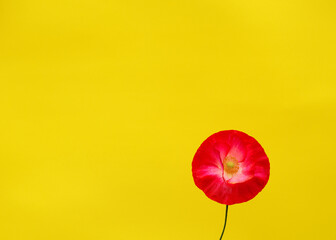 red poppy flower on yellow background