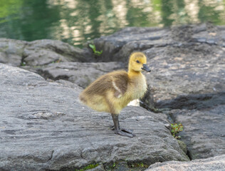 Canadian Goose in Central Park