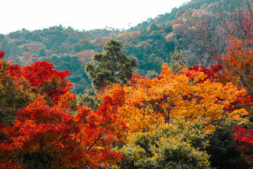 Autumn tree in the garden with mountain. Autumn tree is attraction for tourist in Japan.
