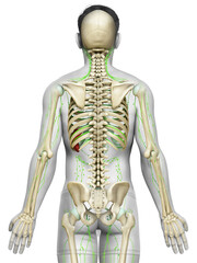 3d rendered medically accurate illustration of a male lymphatic system