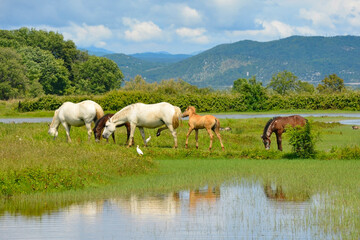 Naklejka na ściany i meble Wild horses and foals graze in the Isola Della Cona wetland nature reserve in Friuli-Venezia Giulia, north east Italy 