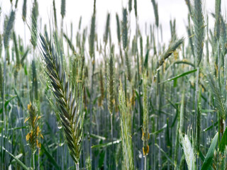 Rye is green in the field. Rye ears with raindrops close up. Secale flakes. A family of cereals.