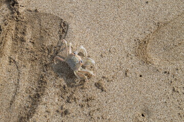 crab on sand