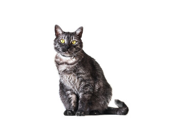 Sitting adorable adult gray cat at studio