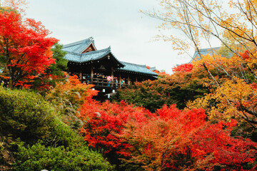 Naklejka premium Top view of autumn japanese's garden with temple background in Kyoto, Japan
