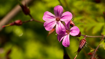 Fioletowe kwiaty bodziszka cuchnącego. © Henryk