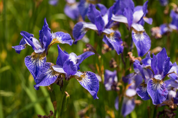 Fioletowe kwiaty irysy. © Henryk