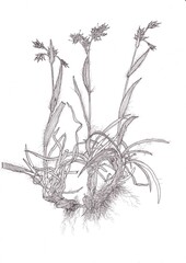 field wood rush "Luzula campestris" painted with ink