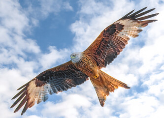 Fliegender Rotmilan am Himmel