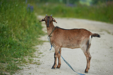 Goat on the farm, Young Goat on the farm