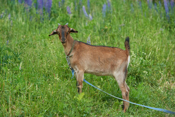 Goat on the farm, Young Goat on the farm