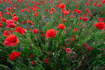 Fototapeta premium Beautiful flowering field with red poppies. Focus in the foreground.