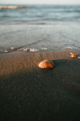 Seashell on the beach shore in the Mediterranean
