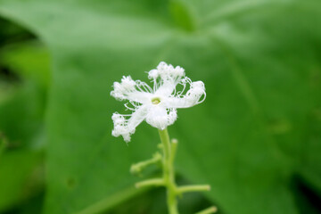 white flower in the garden