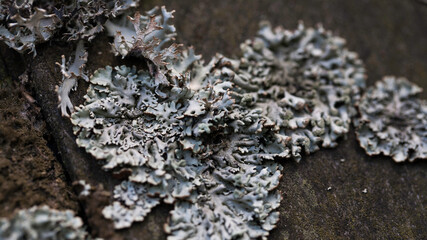 Porosty rosnące na drewnianych gątach.