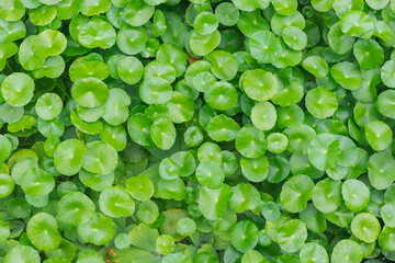 Gotu kola leaves background, natural herbs