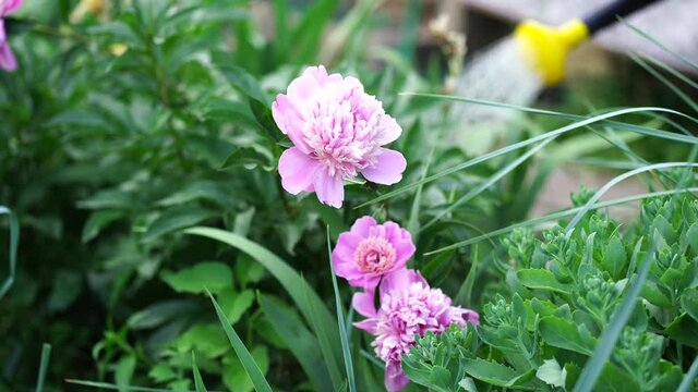 Close up of bush of peony. Beautiful pink flower with green leaves. Concept of nature background.