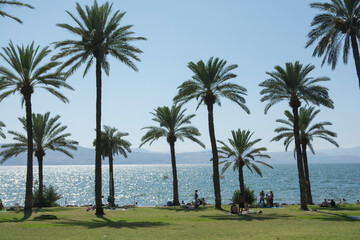 Fototapeta na wymiar Large palm trees (Phoenix dactylifera) at the eastern shore of the Sea of Galilee, also known as Lake Tiberias. Ein Gev, Israel 