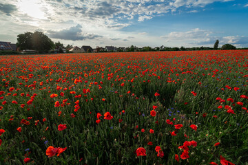 Fototapeta na wymiar Beautiful flowering field with red poppies.