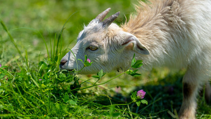 Little goats grazing in green meadow. Animals eating green grass outdoors.